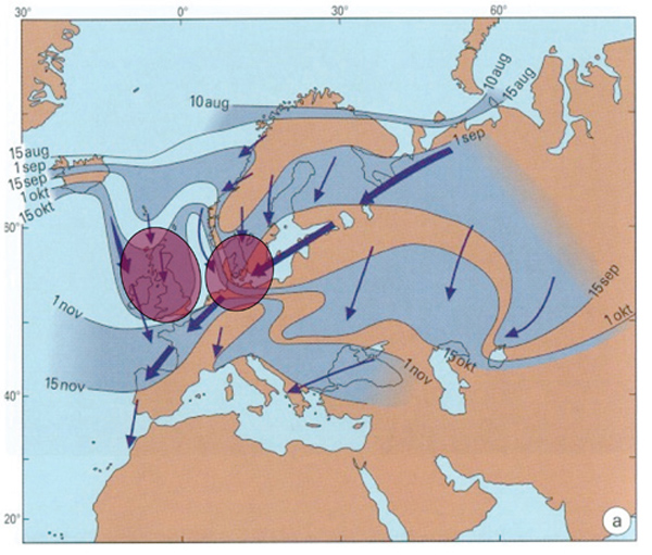 Zeitlicher Ablauf des Zuges der Goldregenpfeifer