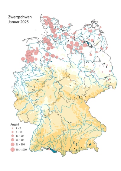 Verbreitung Zwergschwan Jan 2025