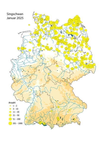 Verbreitung Zwergschwan Jan 2025