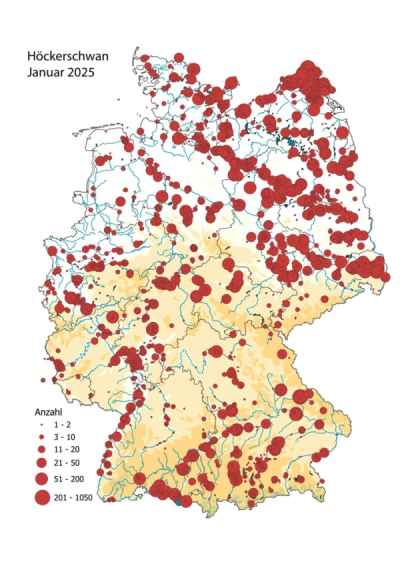 Verbreitung Zwergschwan Jan 2025