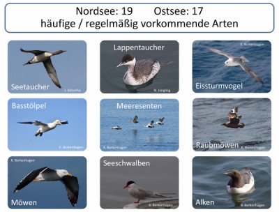 Artenspektrum Seevogelmonitoring