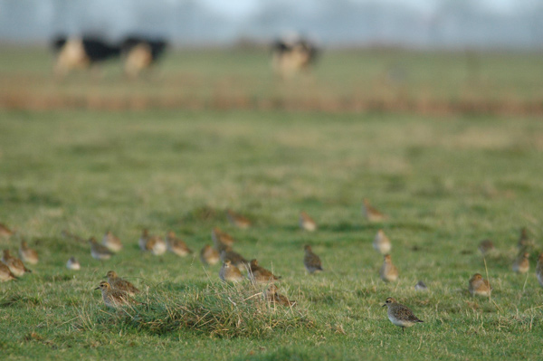 Rastende Goldregenpfeifer
