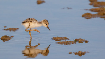 Schützen Foto. Copyright Hans Glader