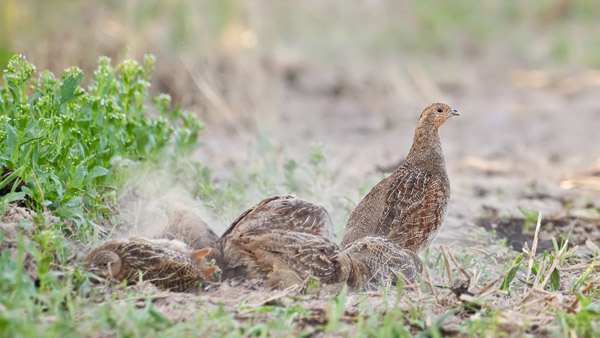 Rebhühner M. Radloff