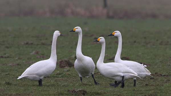 Rastende Zwergschwäne