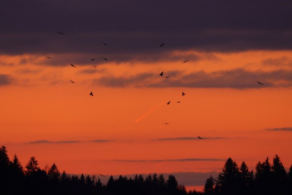 Abendhimmel mit Rotmilanen