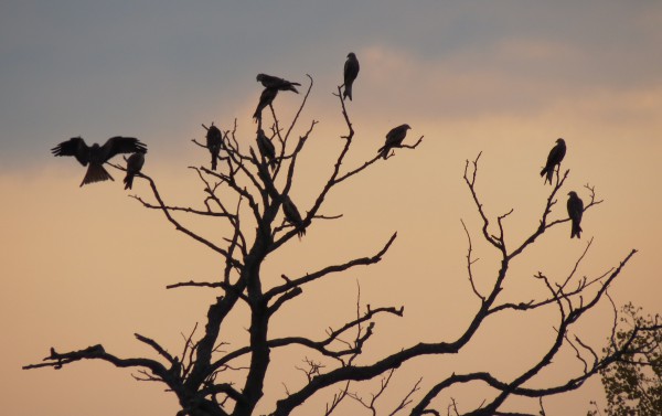 Schlafbaum mit Rotmilanen