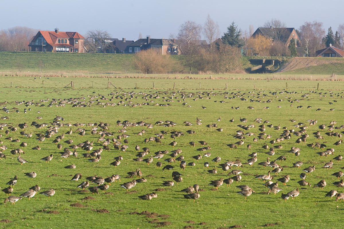 Blessgänse am Niederrhein